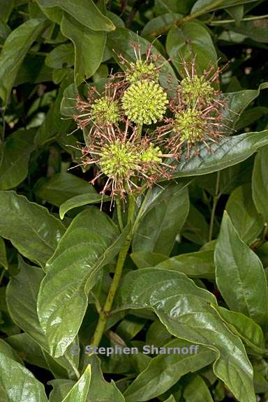 cephalanthus occidentalis 3 graphic